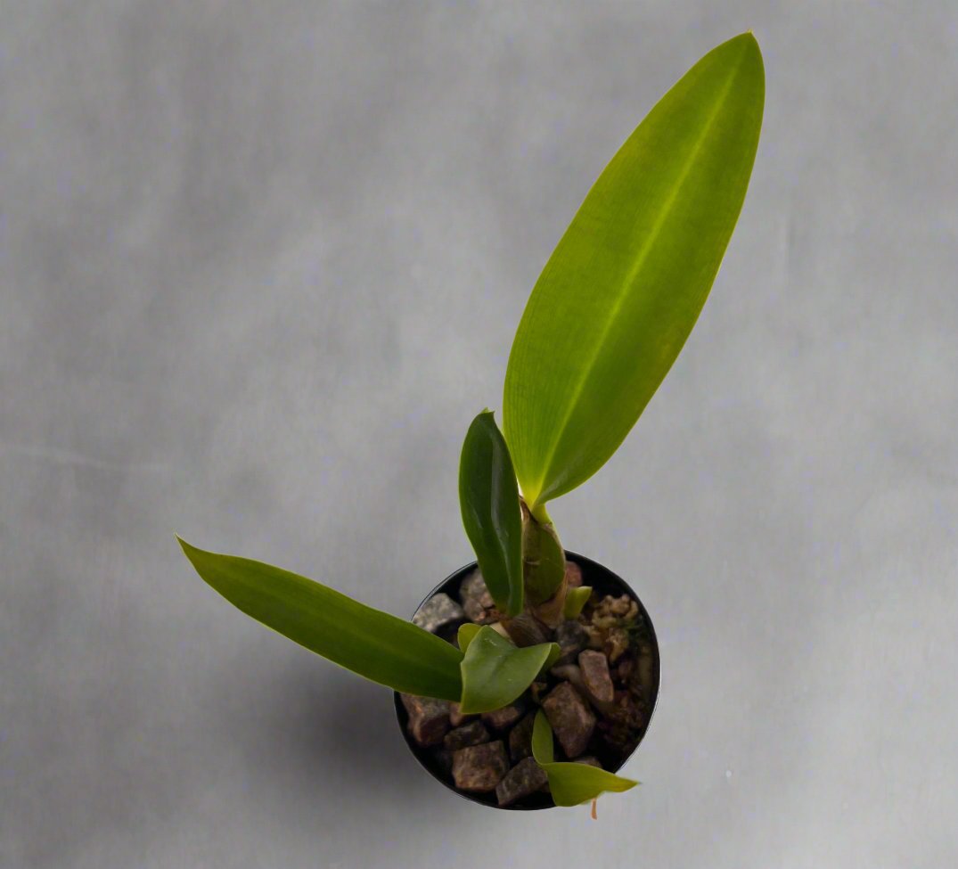Cattleya Cariad’s Mini – Quinee Angel Kiss Secondary image