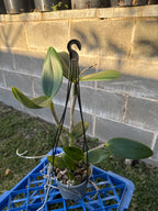 Cattleya Jungle Queen (fragrant)