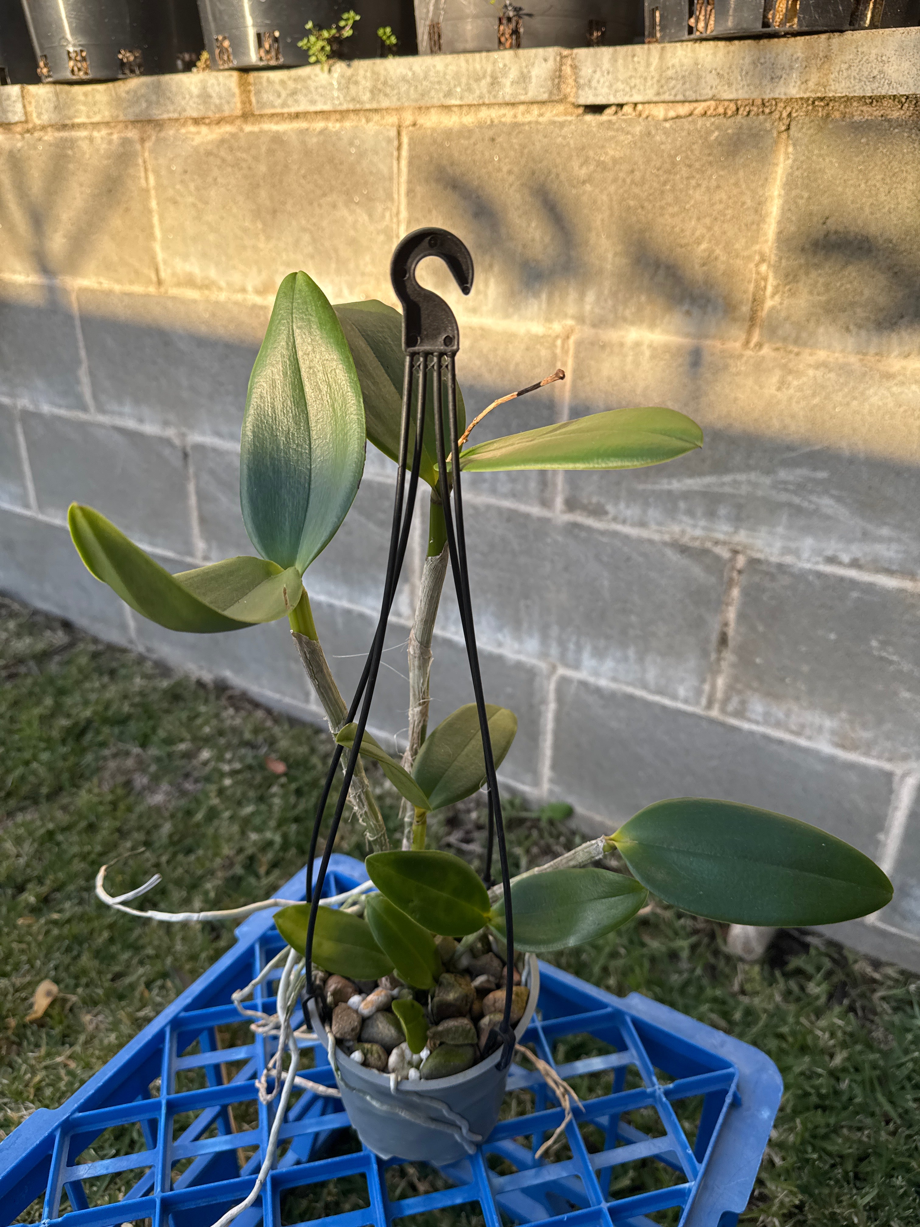 Cattleya Jungle Queen (fragrant)