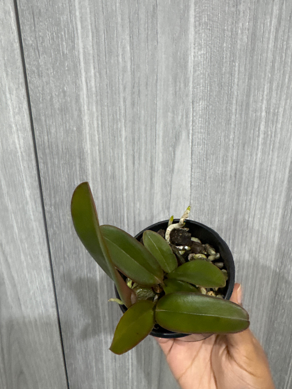 Cattleya warneri coerulea (Guy)