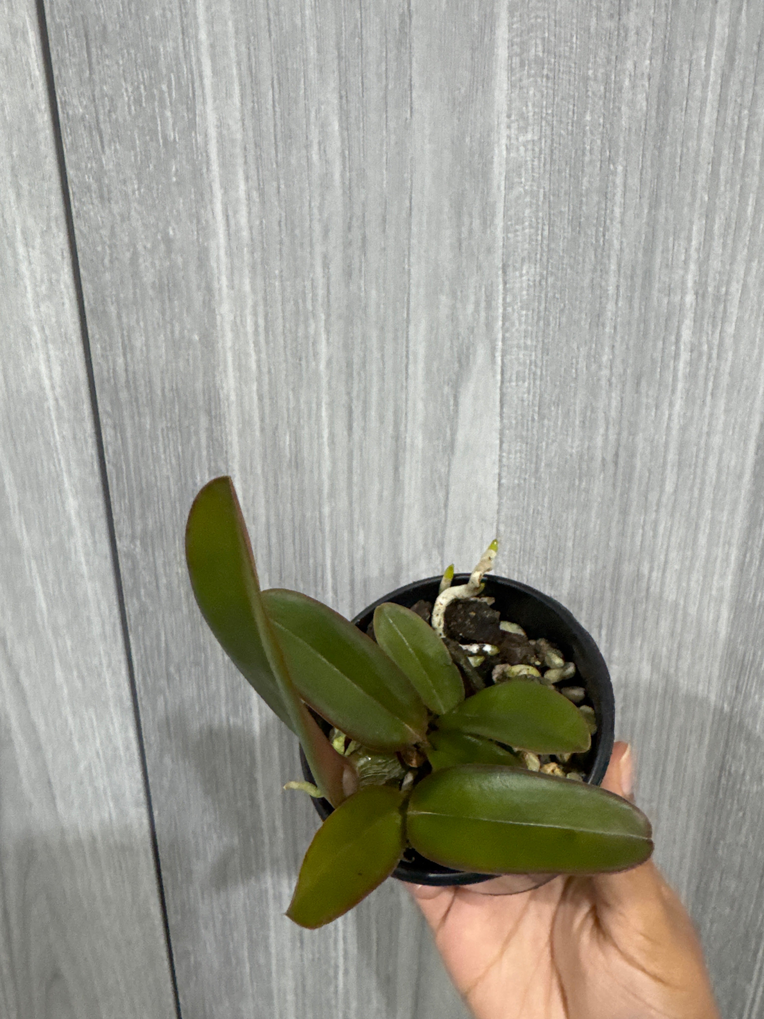 Cattleya warneri coerulea (Guy)