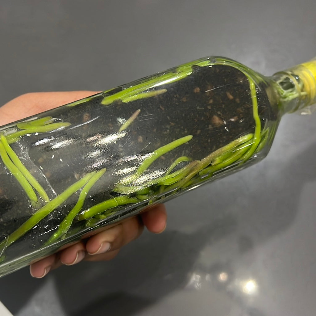 Phalaenopsis Schilleriana FLASK 30+ SEEDLINGS