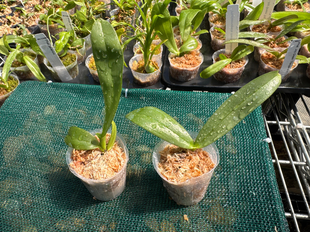 Phalaenopsis Joy Auckland Mindanao 'Red Wine' (Mericlone)