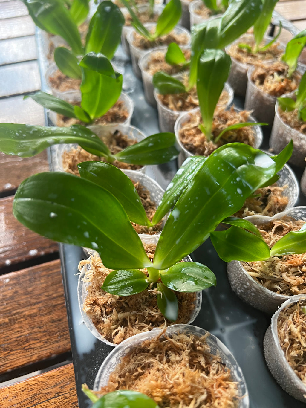 Phalaenopsis tetraspis f. imperatrix (Purple) - Fragrant Species