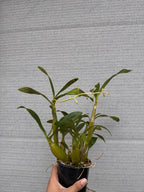 Dendrobium chrysotoxum var. suavissimum