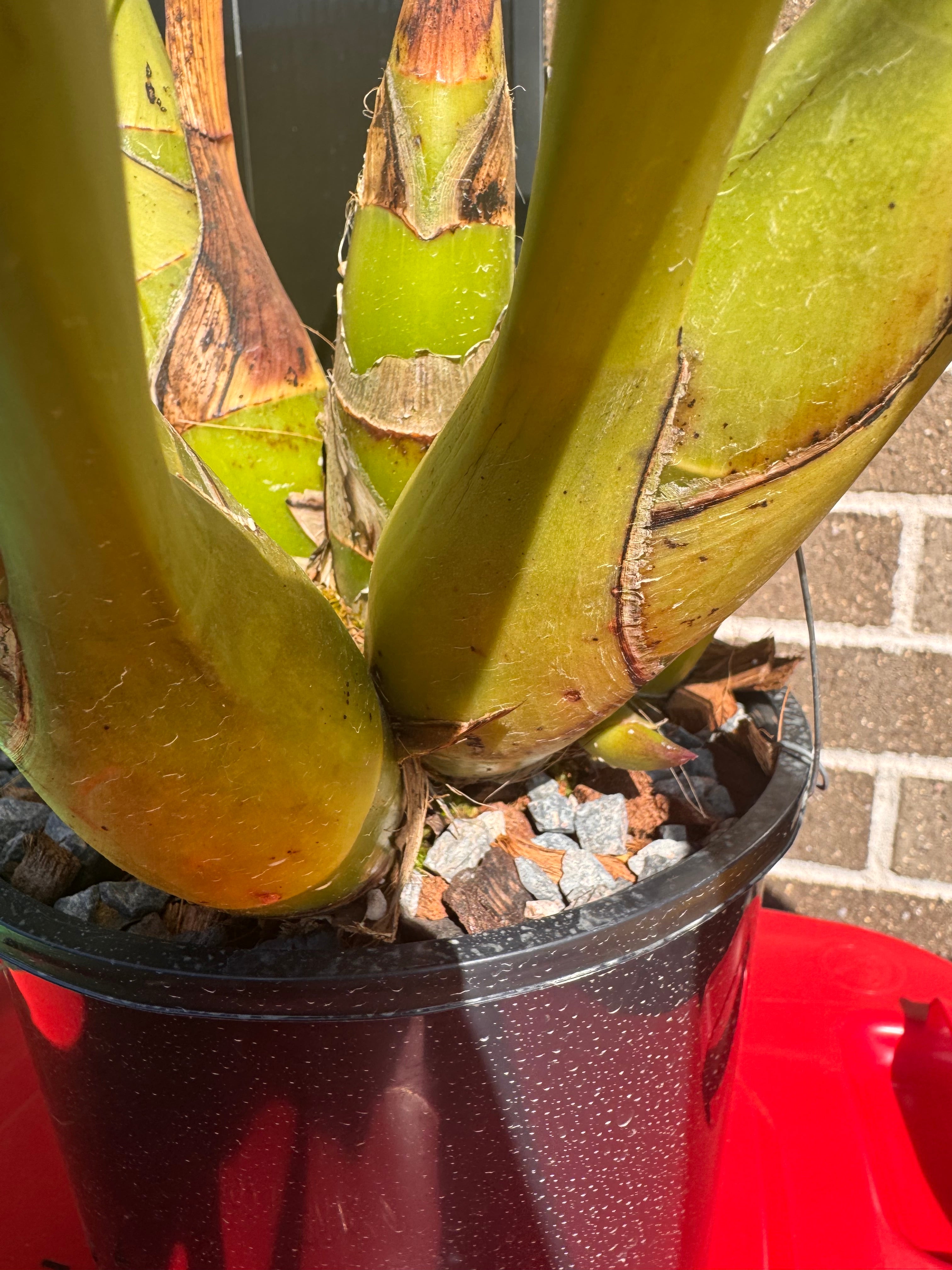 Cymbidium Little Black Sambo (LARGE FLOWERING SIZE PLANT)
