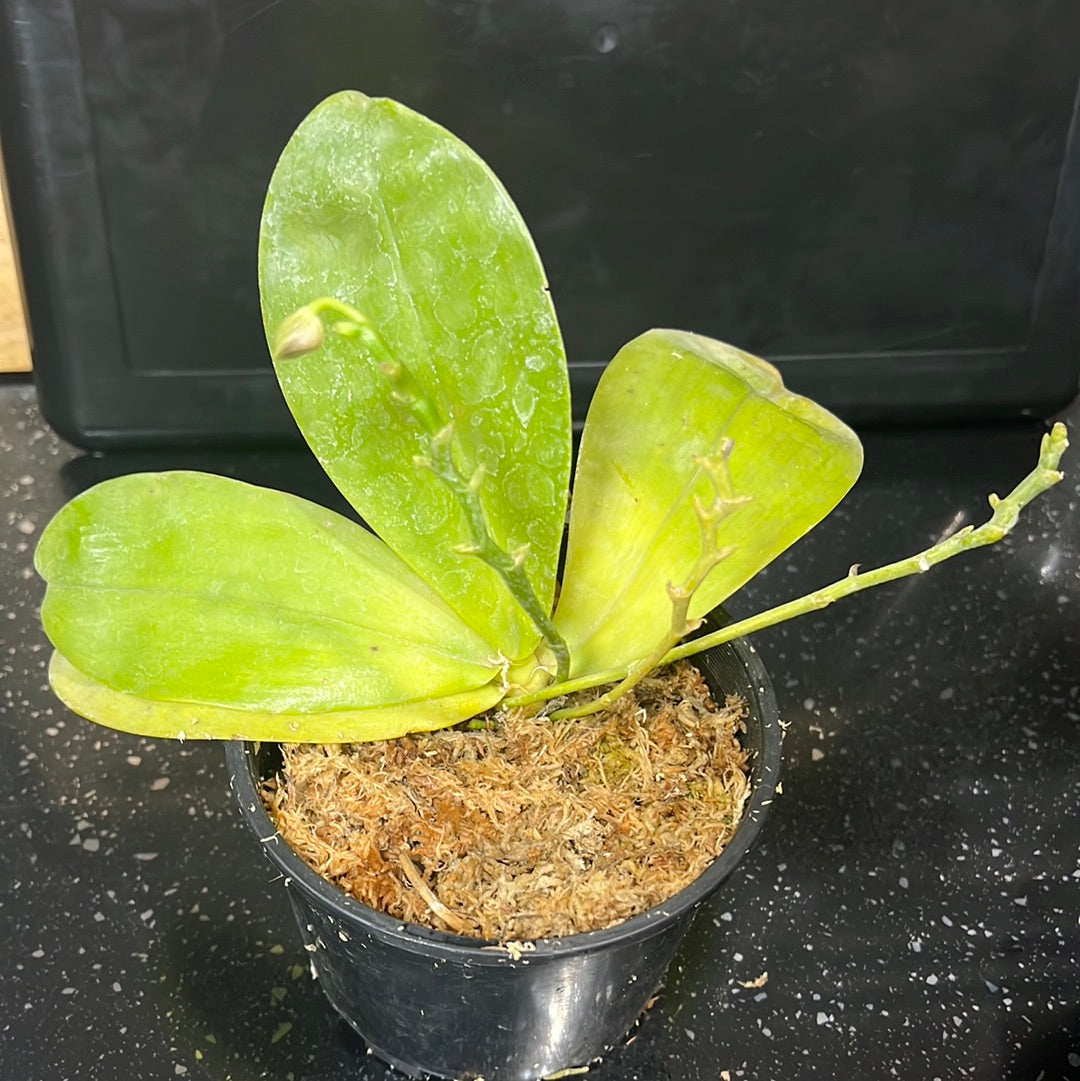 Phalaenopsis Mituo Reflex Dragon (FLOWERING SIZE) Secondary image