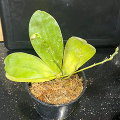 Phalaenopsis Mituo Reflex Dragon (FLOWERING SIZE)