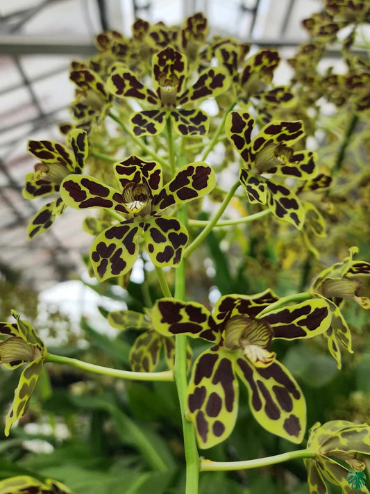 Grammatophyllum Pakkret Leo 'Asgard' (Mericlone)