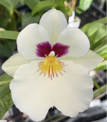 (In Spike Now)Miltoniopsis Herr alexandre '14193'