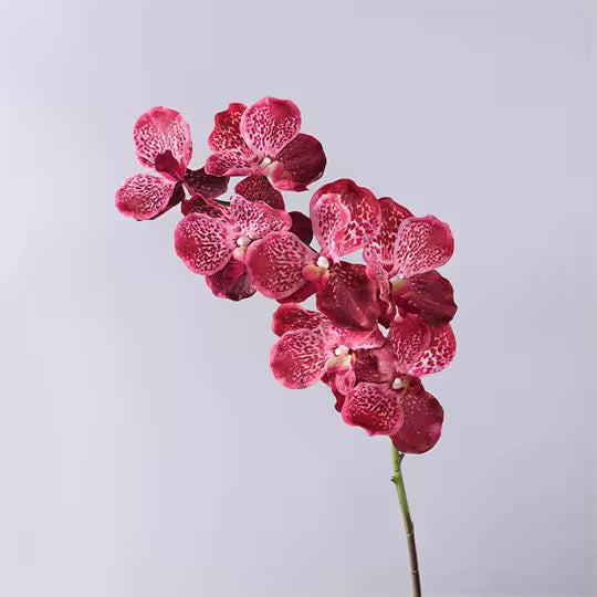 Artificial Real Touch Vanda Orchid Stem