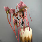 Artificial Real Touch Multifloral Paphiopedilum Orchid Stem (Handmade)