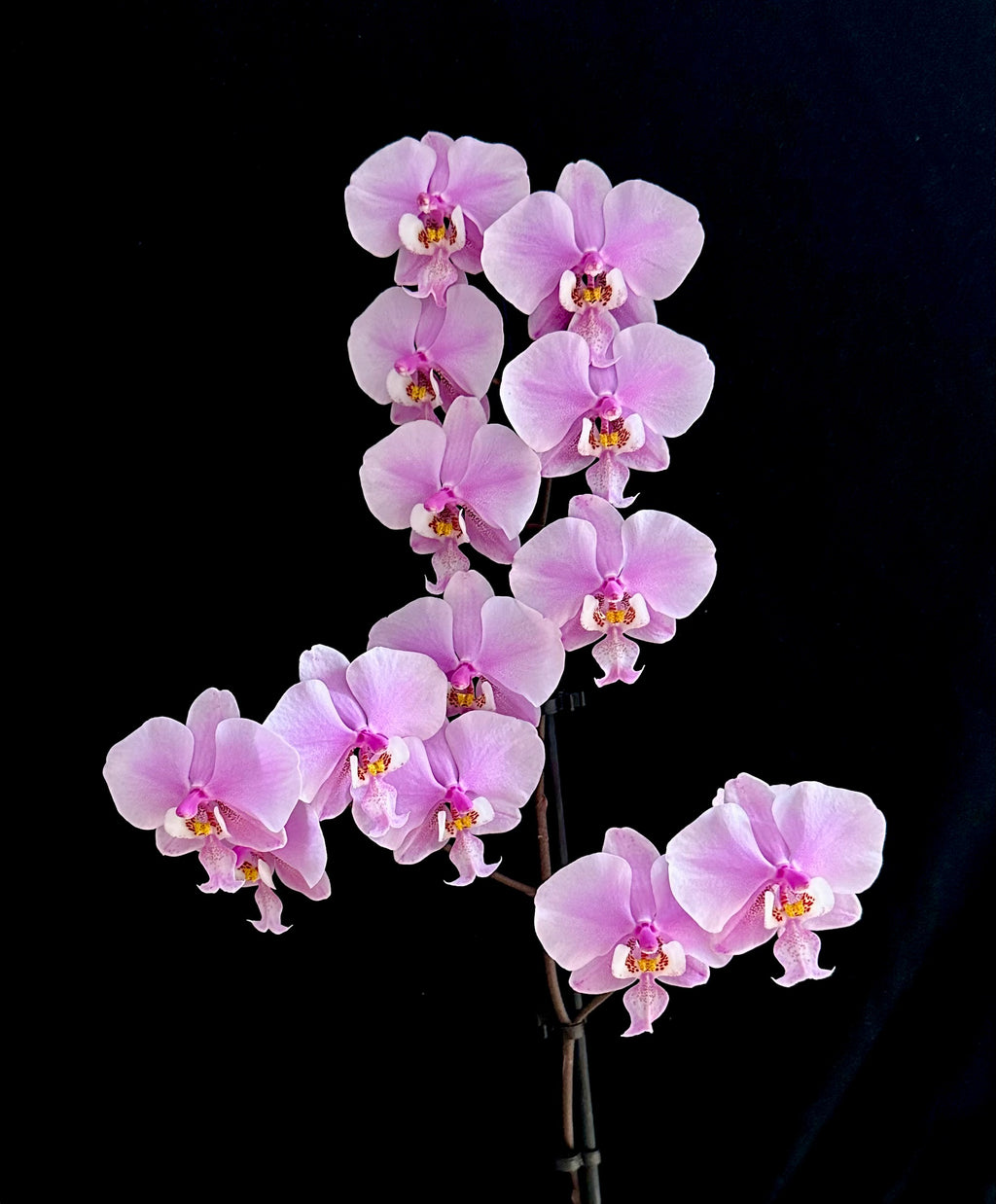 Phalaenopsis schilleriana (Mottled Species)