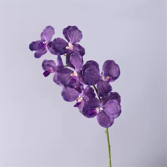 Artificial Real Touch Vanda Orchid Stem