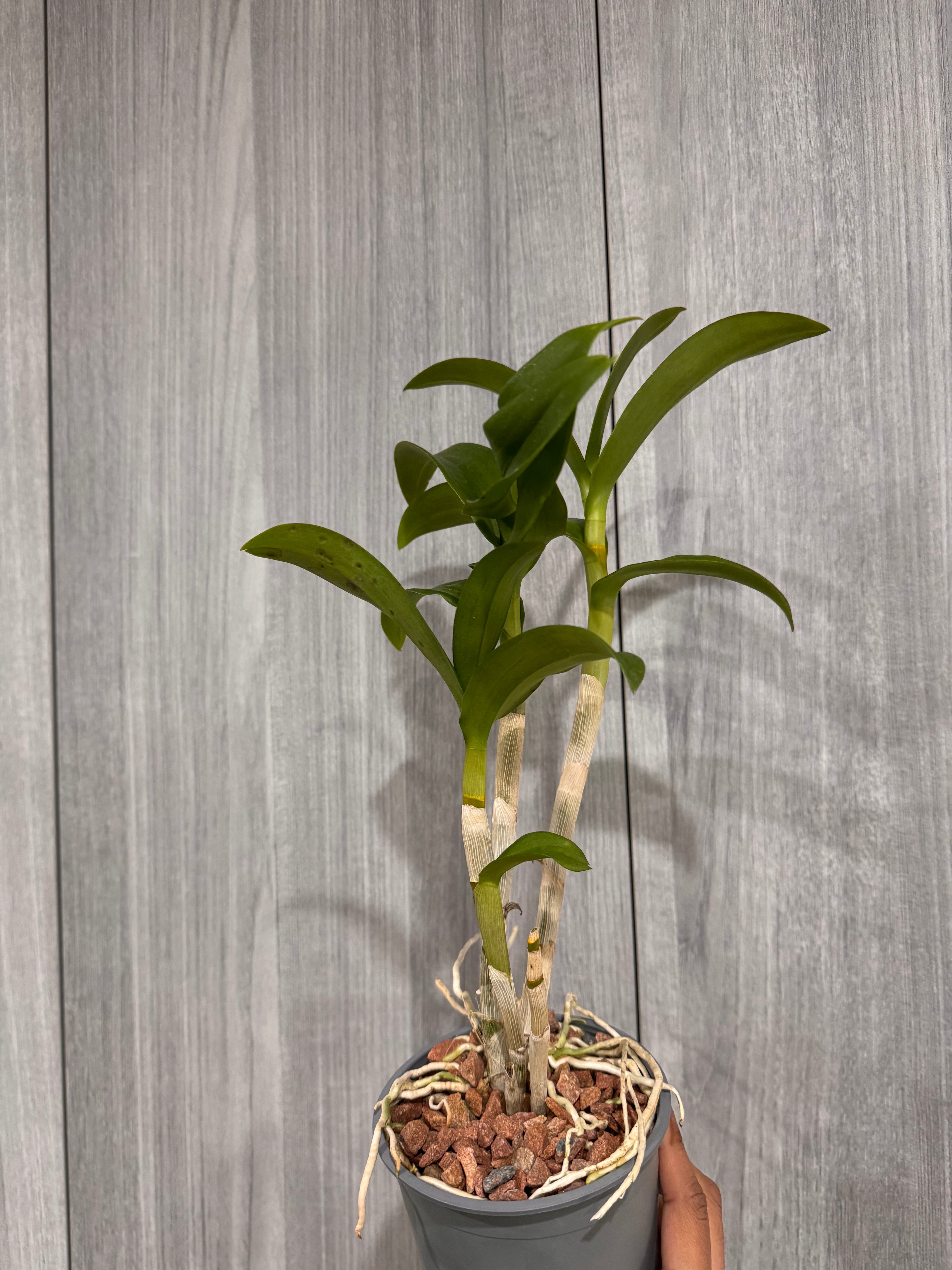 Dendrobium Sako Blue MC