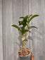 Dendrobium Sako Blue MC
