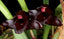 Brasiliorchis schunkeana