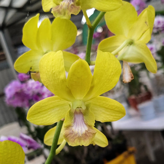 Dendrobium Thongchai Gold x Udom Yellow