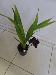 Cymbidium Kiwi Midnight 'Geyserland' FCC/AOS