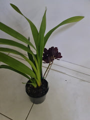 Cymbidium Kiwi Midnight 'Geyserland' FCC/AOS