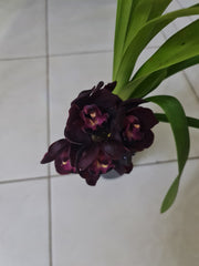 Cymbidium Kiwi Midnight 'Geyserland' FCC/AOS