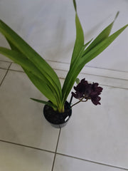 Cymbidium Kiwi Midnight 'Geyserland' FCC/AOS