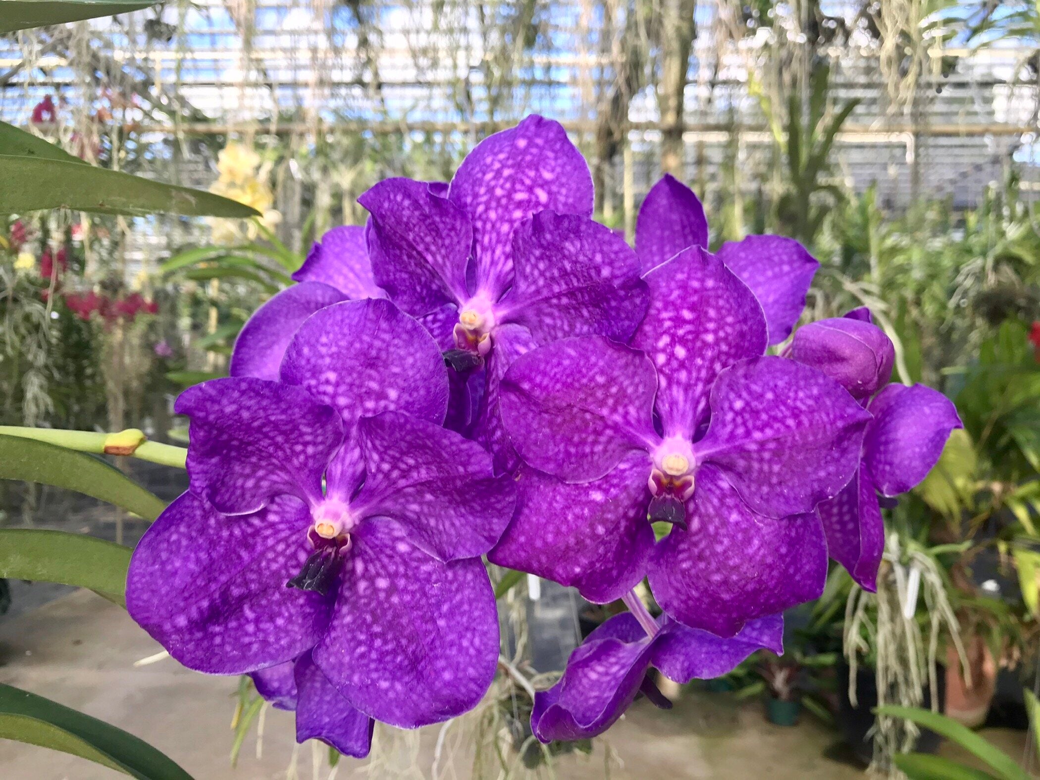 Vanda Yano Blue (Vanda Madame Rattana × Vanda Wirat)