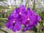 Vanda Yano Blue (Vanda Madame Rattana × Vanda Wirat)