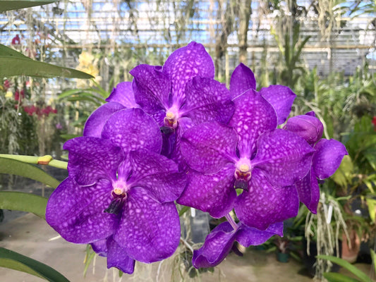 Vanda Yano Blue (Vanda Madame Rattana × Vanda Wirat)