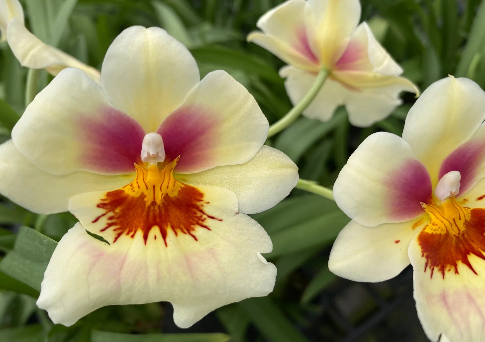 (In Spike Now) Miltoniopsis Arthur Cobbledick 'Springtime' Main image