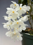 Dendrobium farmeri fma. petaloid alba (LARGE FLOWERING SPECIMEN)
