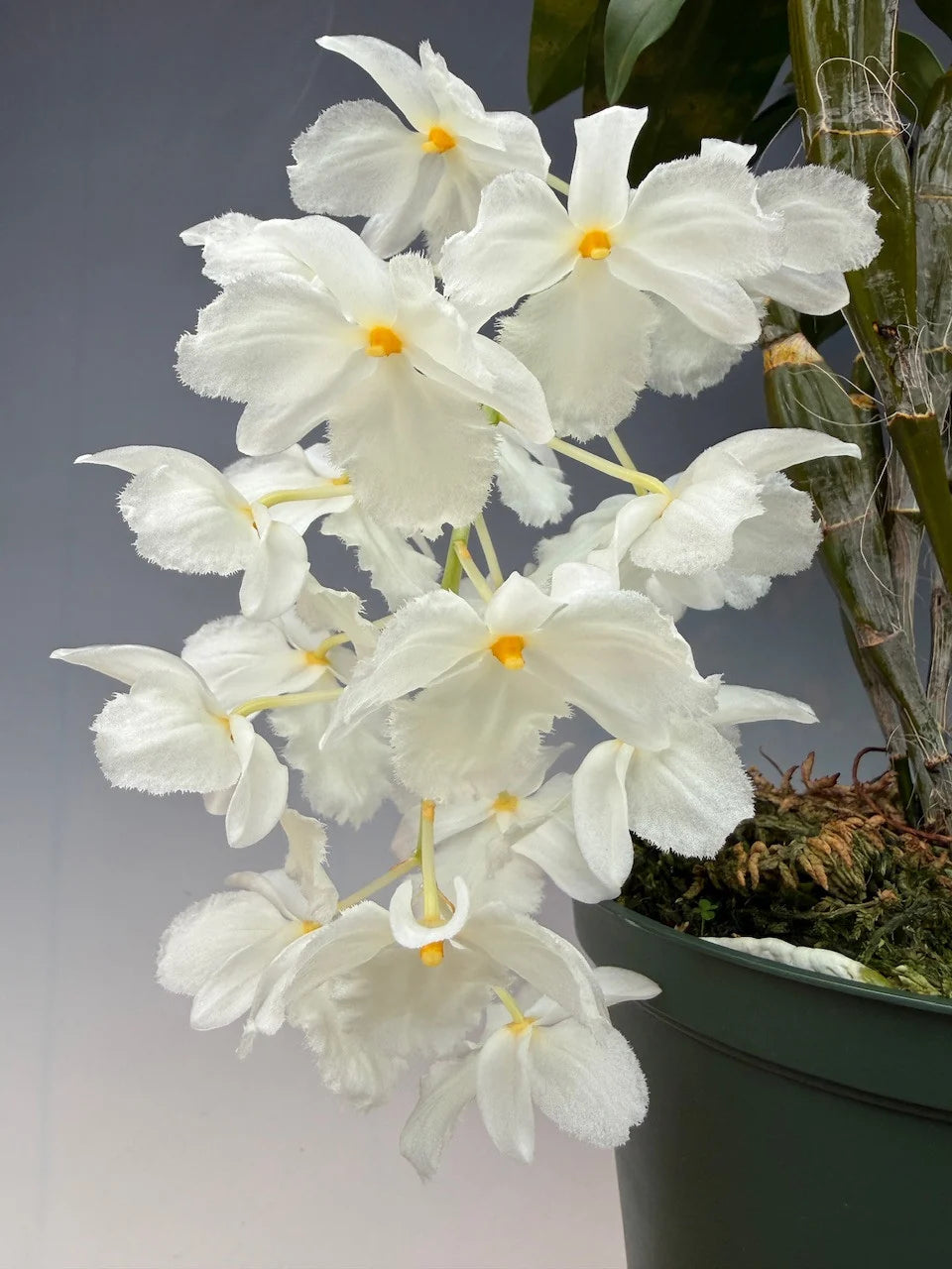 Dendrobium farmeri fma. petaloid alba (LARGE FLOWERING SPECIMEN)