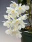Dendrobium farmeri fma. petaloid alba (LARGE FLOWERING SPECIMEN)