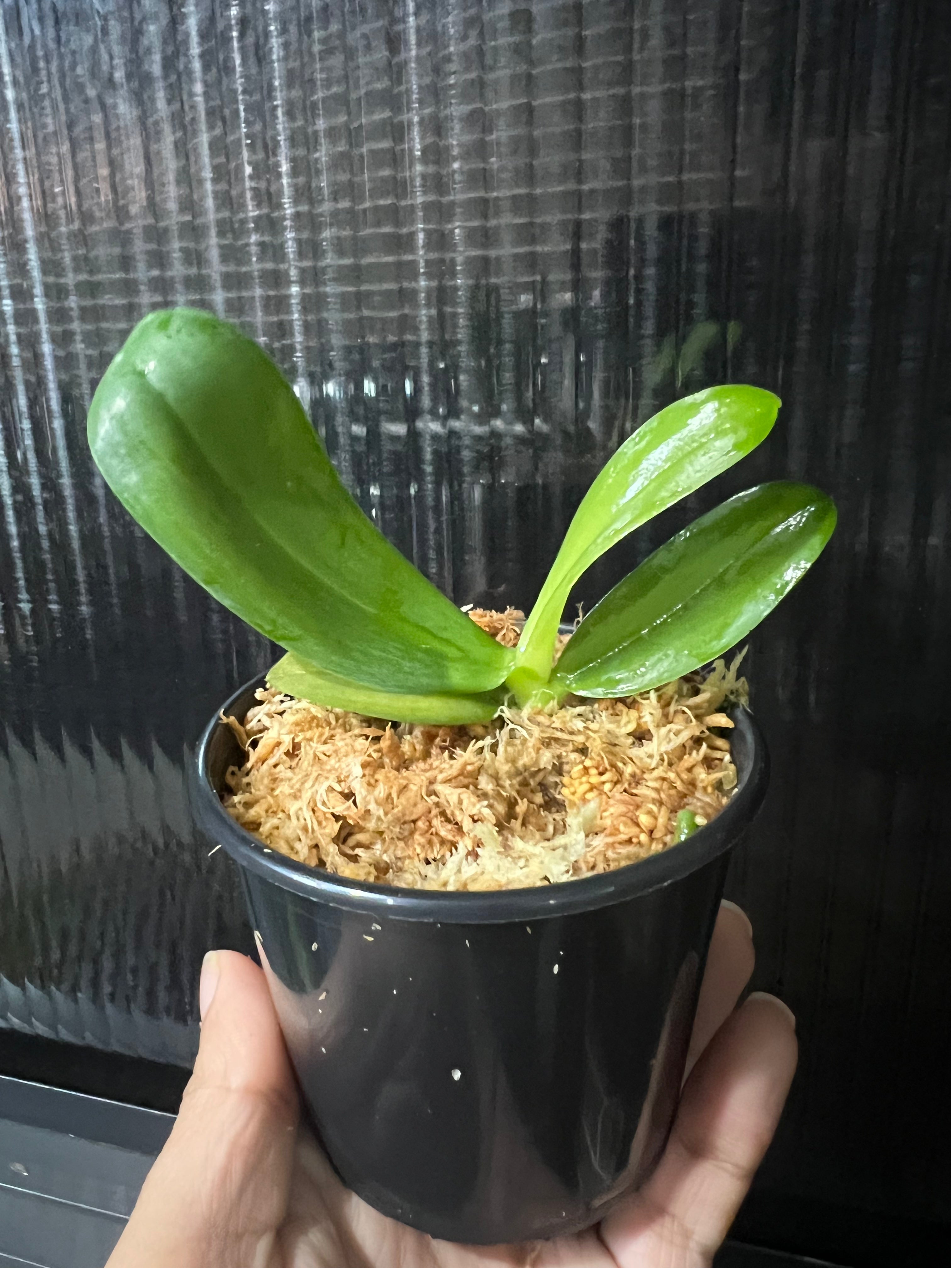 Phal. Bright Peacock 'Black & White Chocolate' (MC)