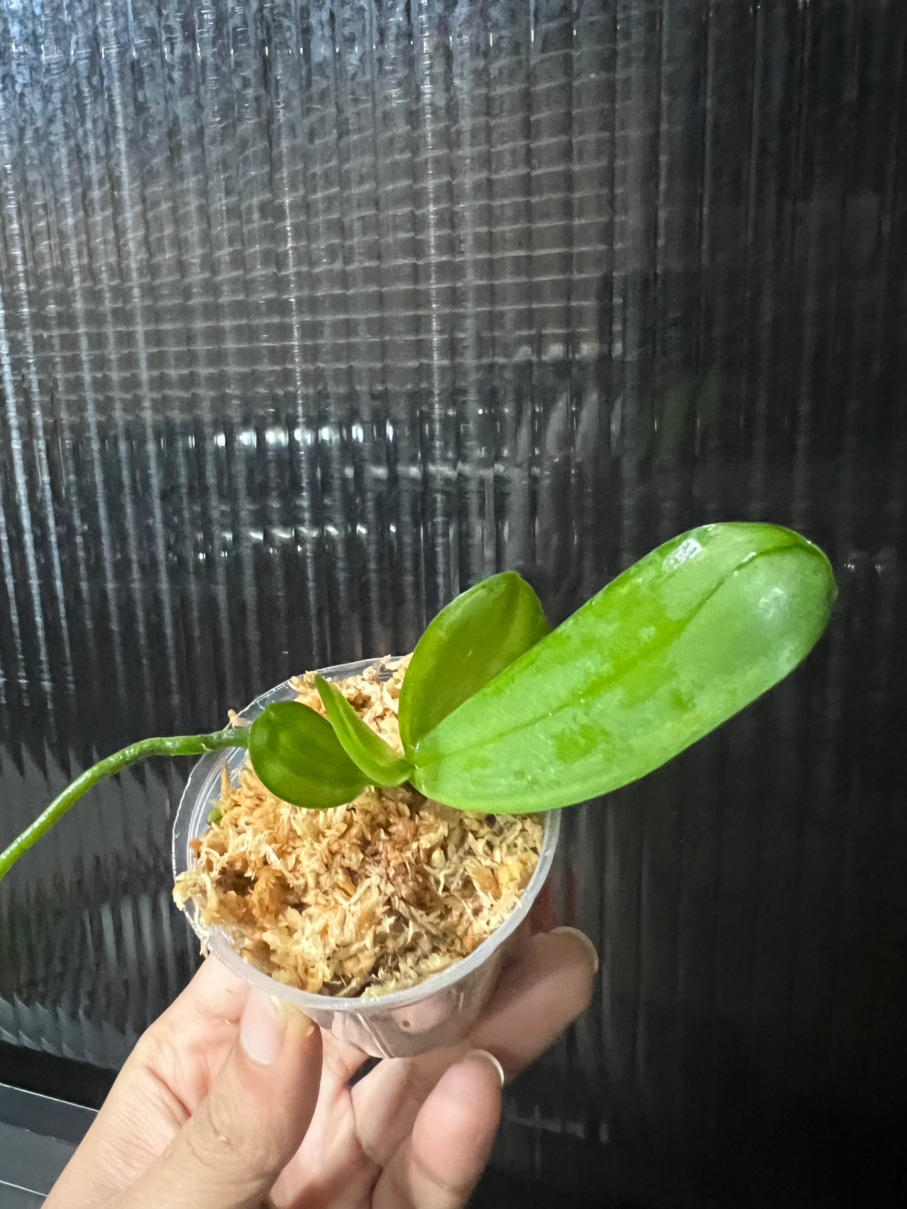 Phal. Bright Peacock 'Black & White Chocolate' (MC) Secondary image