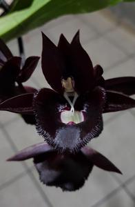 Catasetum Giulietta Main image