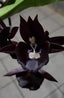 Catasetum Giulietta