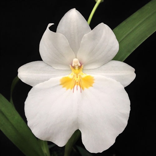 Miltoniopsis Golden Snows 'White Lightning' Main image