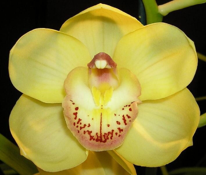Cymbidium Kimberley Ingot 'Kings Gold' Main image