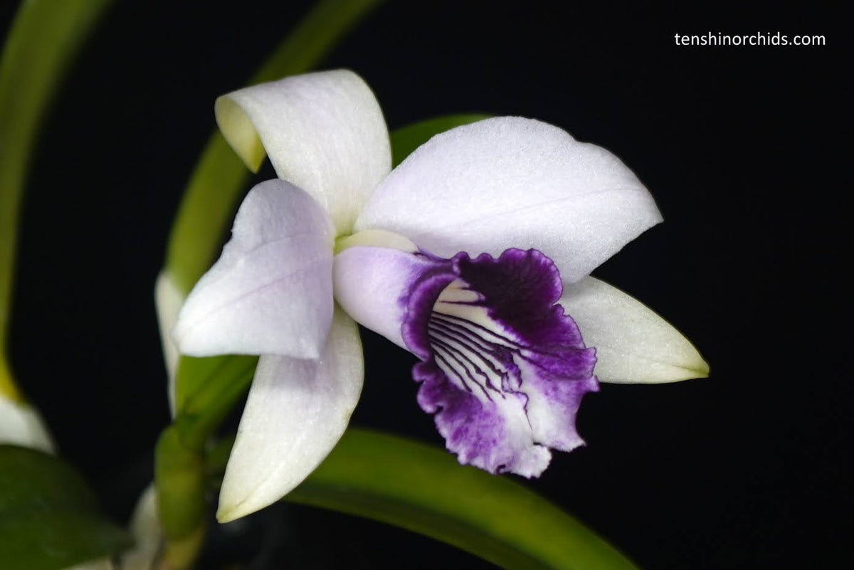 Laelia dayana coerulea x sib (Species Flask - Conical) ex Taiwan
