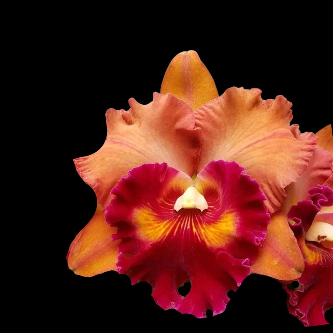 Rhyncholaeliocattleya Focus Taiwan (Hybrid Flask - Whiskey Bottle) ex Thailand