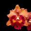 Rhyncholaeliocattleya Focus Taiwan (Hybrid Flask - Whiskey Bottle) ex Thailand