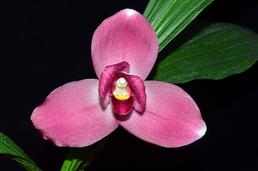 Lycaste  john ezzy x macama (Big Size)