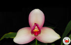 Lyc. (Geyser Gold x Shonan Harmony) x Lyc. Rakuhoku