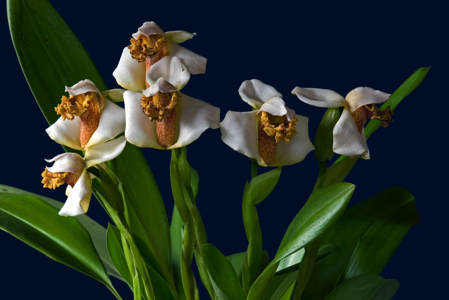 Maxillaria fletcheriana (Species From Ecuador) Main image