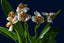Maxillaria fletcheriana (Species From Ecuador)
