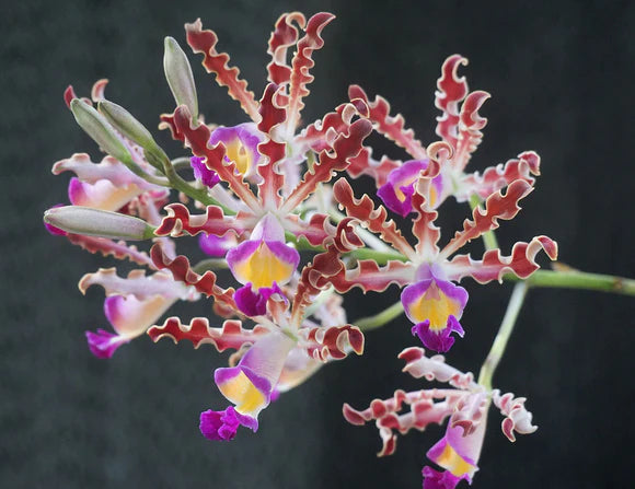 Myrmecophila thomsoniana Main image