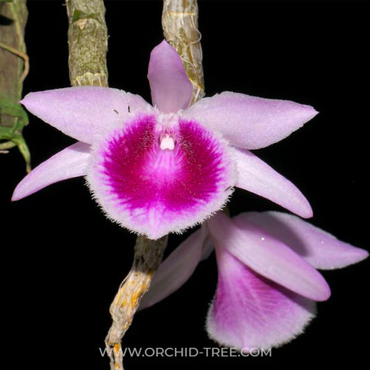 Dendrobium Mentor (Den. polyanthum × Den. anosmum) Fragrant