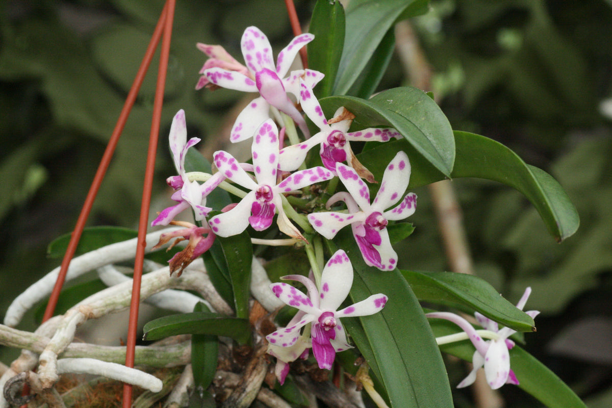 (IN SPIKE NOW) Neostylis Pinky ‘Starry Night’