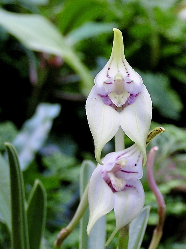 Masdevallia coriacea Main image